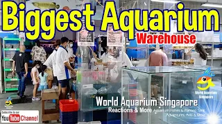 Biggest Aquarium Warehouse Shop - Rainbow Aquarium Part1