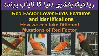 How we can Produce Red Factor Fisheri. Identifications of Red Factor.