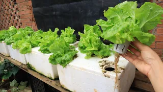 Method of growing hydroponic lettuce in Styrofoam containers at home