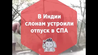 Спа для слонов ПРИКОЛ 2019 / ОЧЕнь СМЕШНО