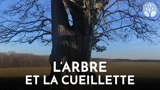 L'arbre et la cueillette