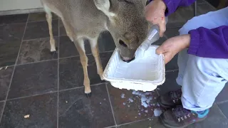 Breakfast with Bambi the Whitetail Deer Fawn (day 94 part 2)