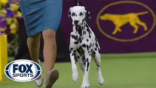 Meet the Non-Sporting Group | WESTMINSTER DOG SHOW (2018) | FOX SPORTS