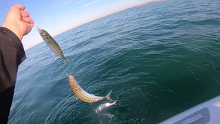 THE BEST Mackerel fishing on inflatable boat at  BRIGHTON UK