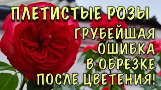 ГРУБЕЙШАЯ ОШИБКА, которая ЛИШАЕТ ВАС ЦВЕТОВ! Как ПРАВИЛЬНО обрезать ПЛЕТИСТЫЕ РОЗЫ после цветения