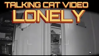 TALKING CAT VIDEO  - LONELY