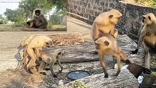 bandar comedy #wildlife Baboon Troops Clash Over Territory | Life | BBC Earth