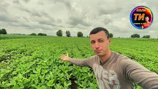 Соя🌱після 3 літрів раундапа⚠️через два тижні