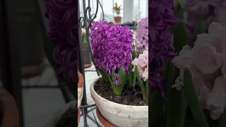 Hyacinths in full, fragrant bloom! 😍😍😍