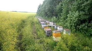 Beekeeping моя пасека