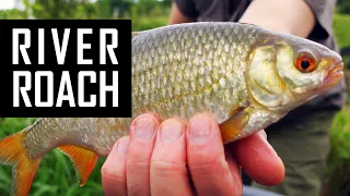 How to catch BIG RIVER ROACH on the FEEDER? Feeder fishing