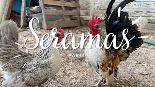 Seramas | Tiny Chickens | Miniature Chickens | Tour Around the Yard (Part 1)