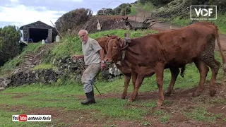 Grande Herói na Fajã do Mero, Ilha São Jorge