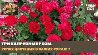 ТРИ КАПРИЗНЫЕ РОЗЫ. УСПЕХ ЦВЕТЕНИЯ В ВАШИХ РУКАХ. РОЗЫ В НАШЕМ САДУ. ПОДРОБНЫЙ ОБЗОР С НАЗВАНИЯМИ.