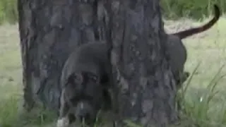 Magical Pitbull Dog Walks Through A Tree Caught On Tape