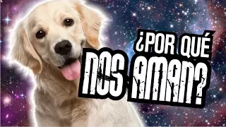 ¿Por qué los perros nos quieren tanto?