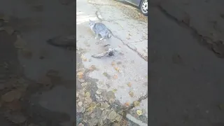 Кошка против Голубя / cat vs pigeon👆😎