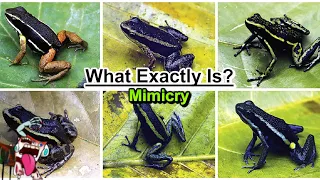 What Exactly is Mimicry and How It Literally Changes Animals' Life