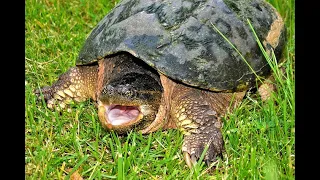 Removing Snapping Turtles From Your Pond in North Carolina