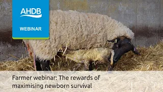 Farmer webinar: The rewards of maximising newborn survival