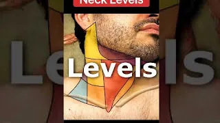 Neck Levels