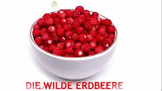 Beeren lernen für Kinder I Obst lernen I Lernvideo auf deutsch