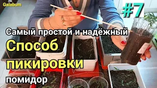 Когда и Как Пикировать Томаты после всходов. @galabum