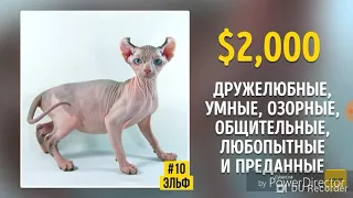 Топ 19 самых дорогих пород кошек
