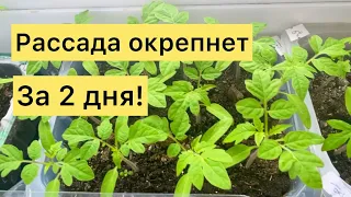 РАССАДУ не узнать от этой дешевой подкормки, полейте и через 2 дня не узнаете растения