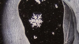 Polymers and Snowflakes: How to save a snowflake forever!