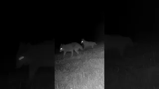 The One Eyed Coyote Meets the Limping Coyote