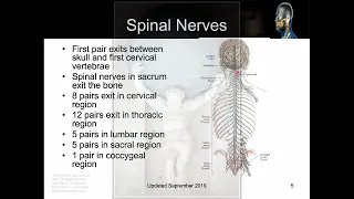 Peripheral Nervous System Review for the Paramedic 3 o 3