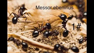 Messor ebeninus//зачем это надо//муравьи