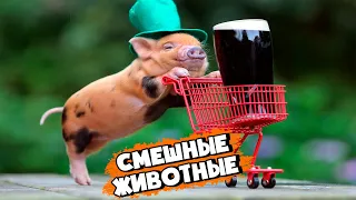 СМЕШНЫЕ ЖИВОТНЫЕ | ЛУЧШИЕ ПОДБОРКИ ПРИКОЛОВ С ЖИВОТНЫМИ | ПРИКОЛЫ ТИК ТОК