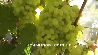 Сорт винограда "Цитронный кишмиш" - сезон 2019 # Grape sort "Citronnyj kishmish"