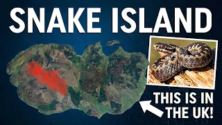 This British island is a hotspot for venomous snakes!