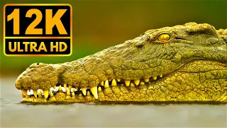 Dark & Bright 12K HDR 60fps (Dolby Vision)