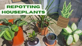 BEGINNER GARDENER UK: REPOTTING MY HOUSEPLANTS