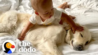 Golden Retriever Preps Little Boy For His New Role As Big Brother | The Dodo Soulmates