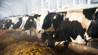 Вспышка узелкового дерматита у коров в Удмуртии. Животных экстренно вакцинируют