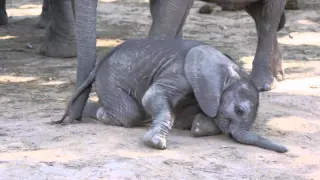Baby elephant determined to get up and walk!