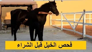 عشان ماتطيح بالغش قبل ماتشتري ! طريقة فحص الخيل ومعلومات مهمة قبل الشراء