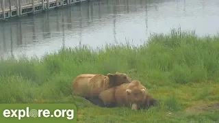 Top 10 BearCam Moments from Katmai National Park