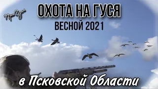Охота на гуся в Псковской Области 2021 весной / не повторяйте ошибки