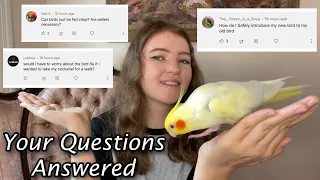 Parrot Care Q&A! | Diet? Training? Bird Flu?