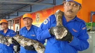 World's longest snake found?