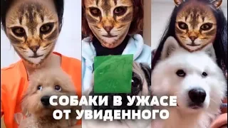 Собакам показали людей кошек! Они в ужасе!