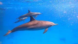Red Sea - Sataya dolphin reef