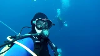 Azores Blue Shark Dive