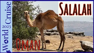 Salalah, Oman | Prophet's Tomb, Archaeology, Museum & Camels! | #salalah #oman